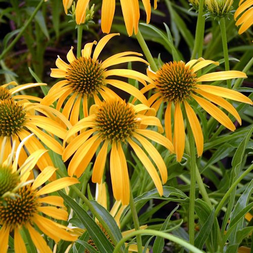 ECHINACEA purpurea 'Mango'