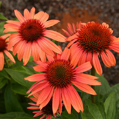 ECHINACEA 'Sunset' ®