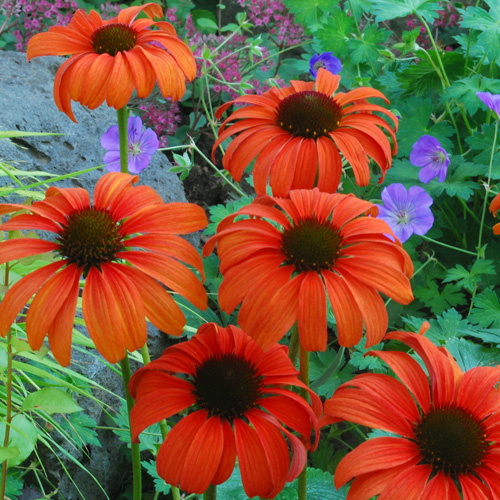 ECHINACEA 'Tangerine Dream' ®