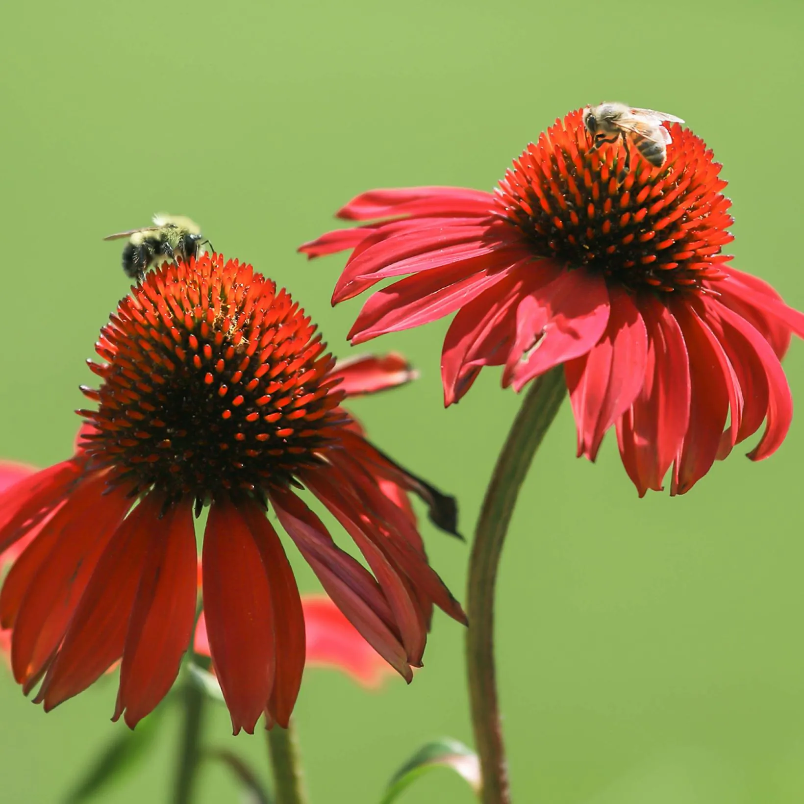 ECHINACEA 'Tomato Soup' ®