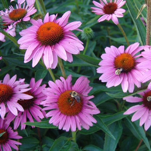 ECHINACEA purpurea