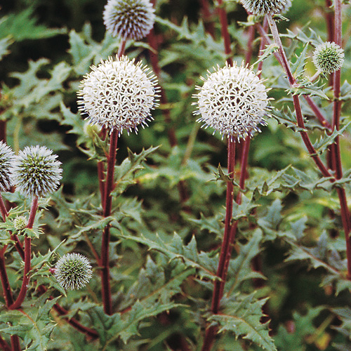 ECHINOPS sphaerocephalus 'Arctic Glow'