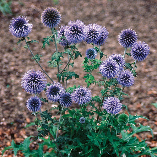 ECHINOPS ritro