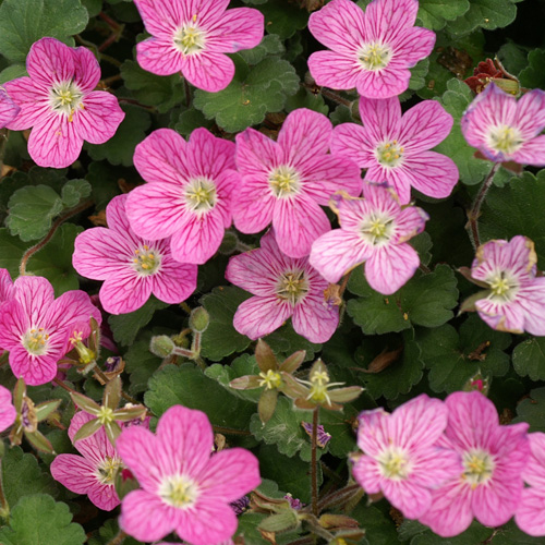 ERODIUM 'Bishop's Form'