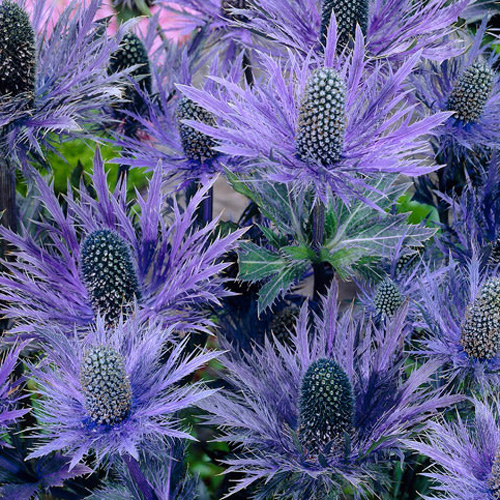 ERYNGIUM alpinum 'Blue Star'