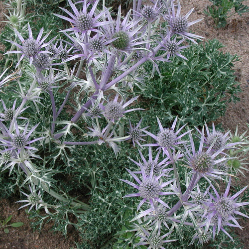 ERYNGIUM bourgatii