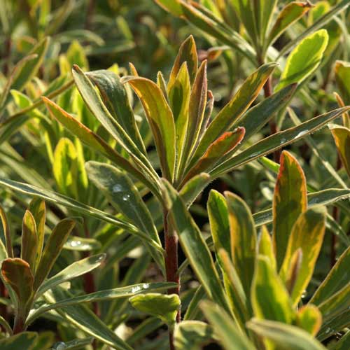 EUPHORBIA martini 'Ascot Rainbow'