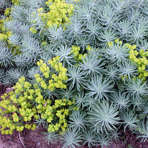 EUPHORBIA 'Copton Ash'