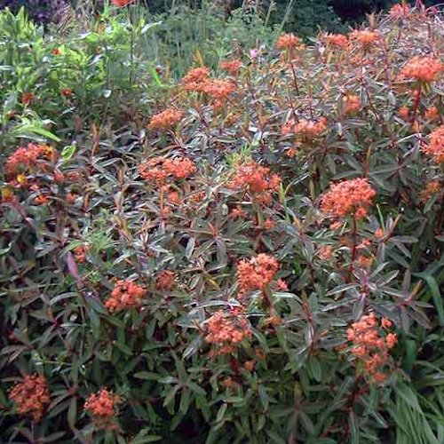 EUPHORBIA griffithii 'Fireglow'