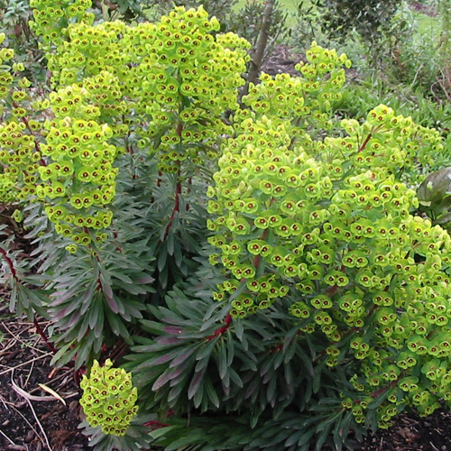 EUPHORBIA martini