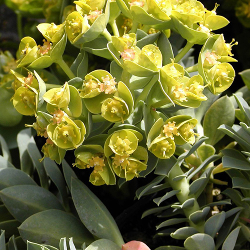 EUPHORBIA myrsinites