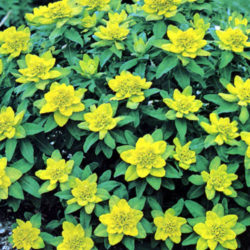 EUPHORBIA polychroma 