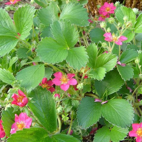 FRAGARIA 'Pink Panda'