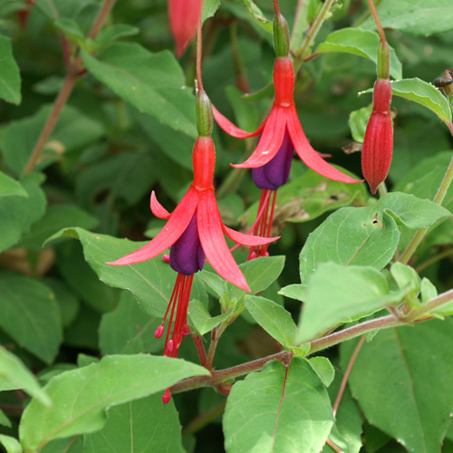 FUCHSIA 'Riccartonii'