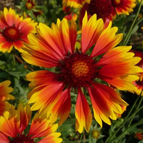 GAILLARDIA 'Dazzler'