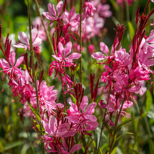 GAURA lindheimeri 'Corrie's Gold'