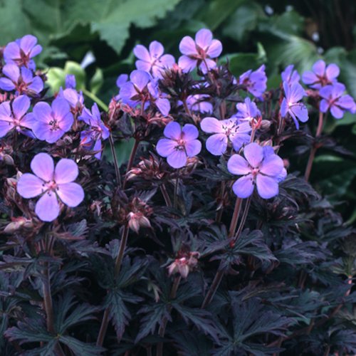 GERANIUM cinereum 'Jolly Jewel Salmon' ®