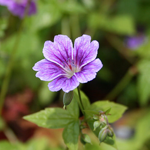 GERANIUM cantabrigiense 'Biokovo'