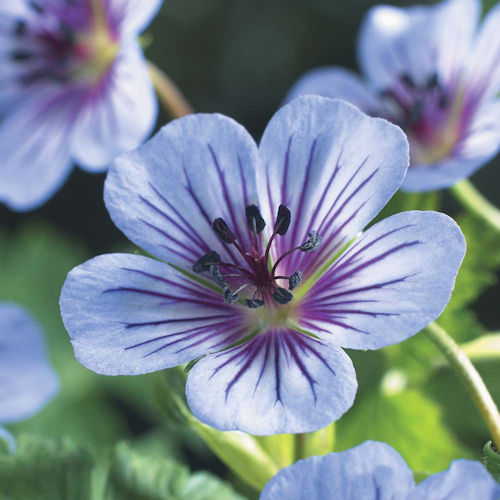 GERANIUM wallichianum 'Cristal Lake'