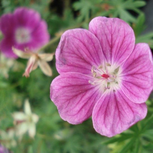 GERANIUM sanguineum 'Elke'