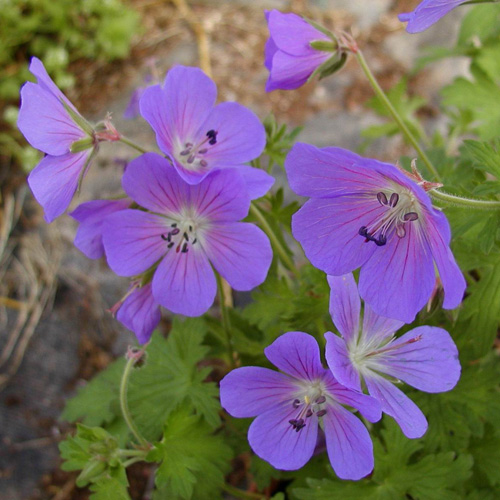 GERANIUM 'Johnson's Blue'