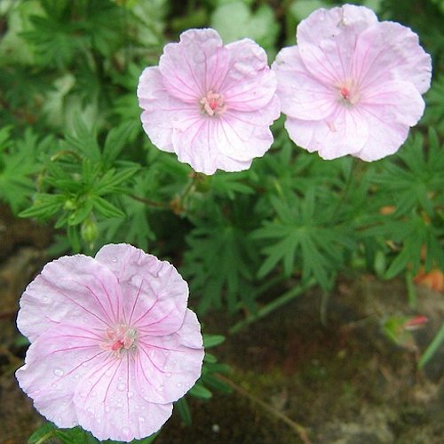 GERANIUM sanguineum var. striatum ''