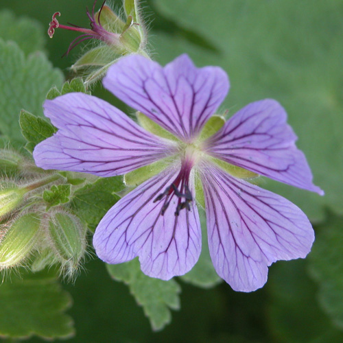 GERANIUM cantabrigiense 'Karmina'