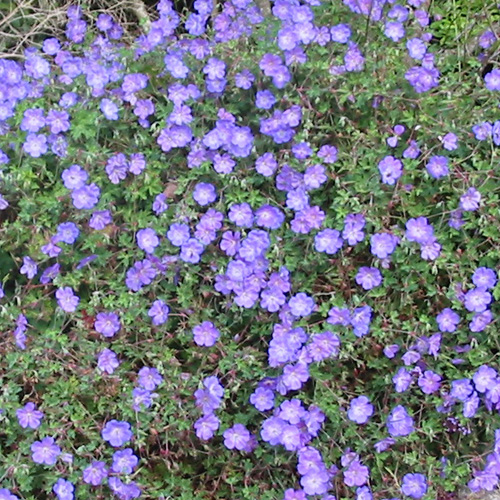 GERANIUM himalayense 'Gravetye'