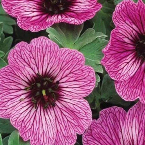 GERANIUM cinereum 'Souvenir de Rene Mace'