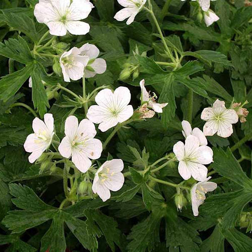 GERANIUM maculatum 'Album'