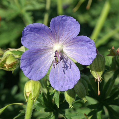GERANIUM cinereum 'Ballerina'