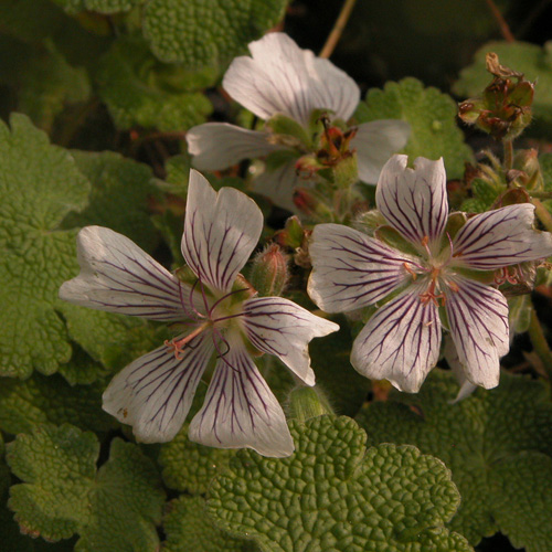 GERANIUM 'Dreamland' ® (Bremdream)