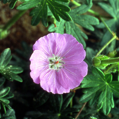 GERANIUM 'Johnson's Blue'
