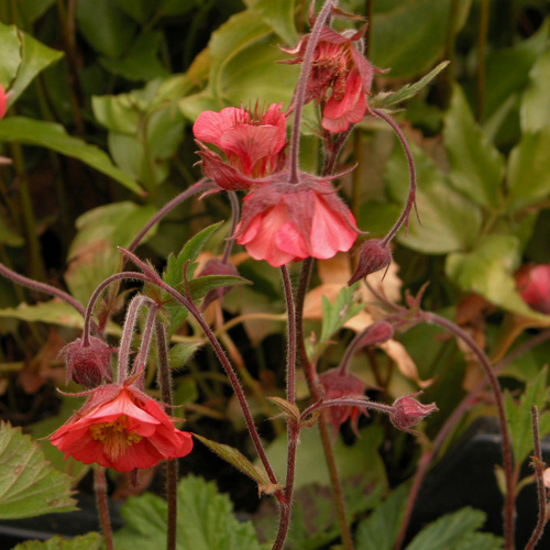 GEUM rivale 'Leonard's Variety'