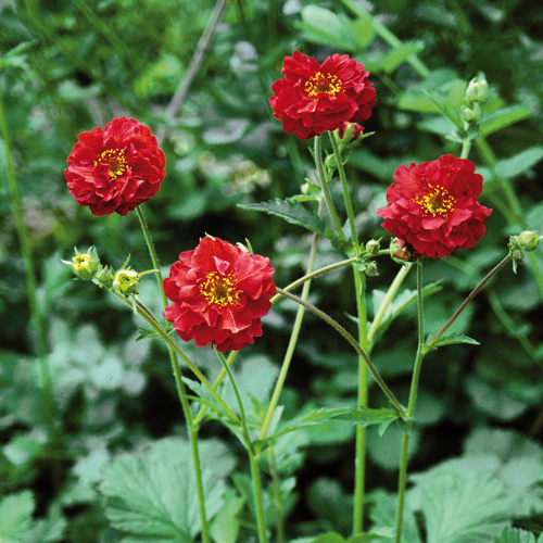 GEUM chiloense 'Mrs Bradshaw'