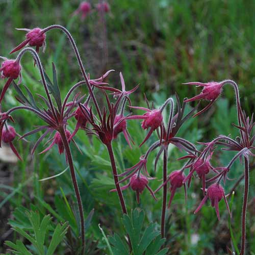 GEUM triflorum