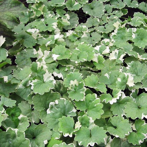 GLECHOMA hederacea 'Variegata'