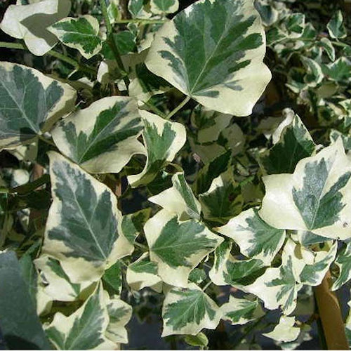 HEDERA helix 'Marginata Elegantissima'