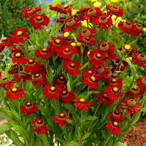 HELENIUM 'Ruby Tuesday'