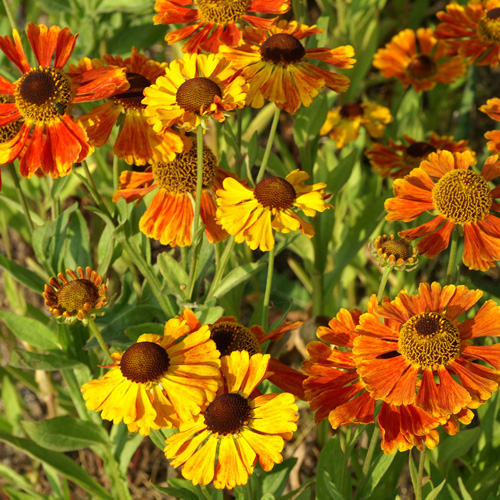 HELENIUM 'Waltraut'