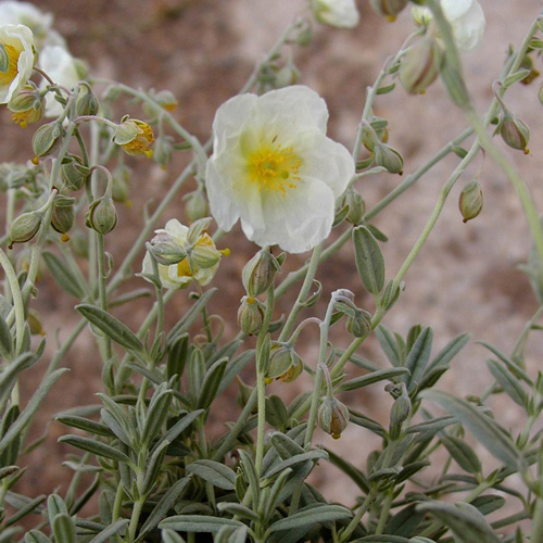 HELIANTHEMUM 'Elfenbeinglanz'