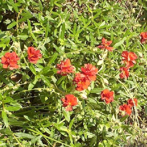 HELIANTHEMUM 'Fireball'