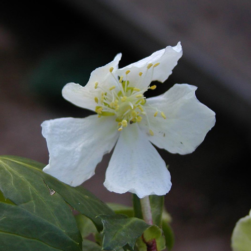 HELLEBORUS niger