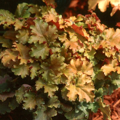 HEUCHERA 'Georgia Peach'