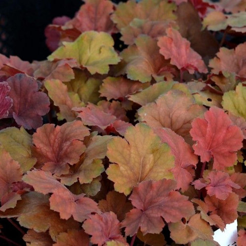 HEUCHERA 'Cherry Cola' ®