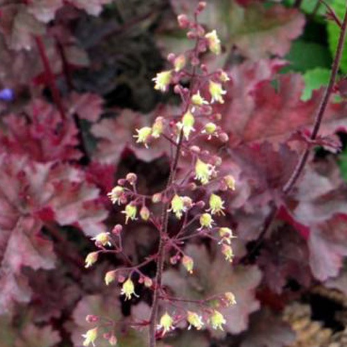 HEUCHERA 'Rachel'
