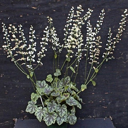 HEUCHERELLA 'Heart of Darkness'