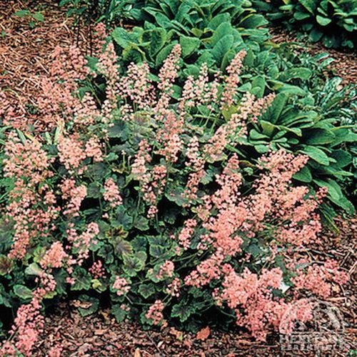 HEUCHERELLA 'Rosalie' ®