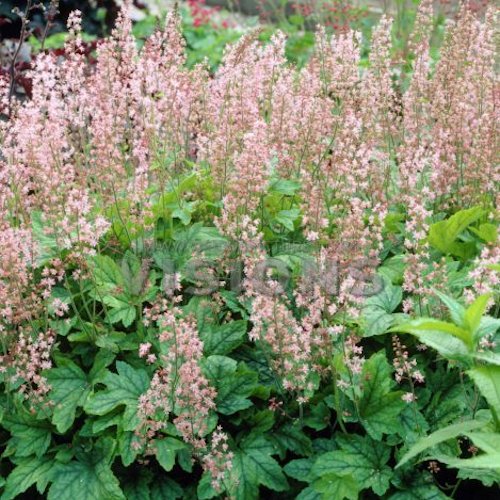 HEUCHERELLA 'Viking Ship' ®