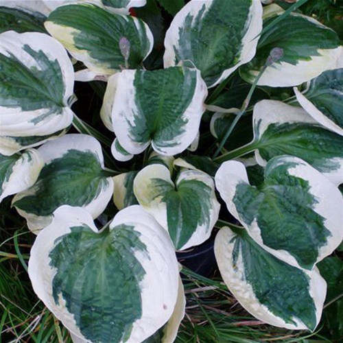HOSTA 'Barbara Ann'